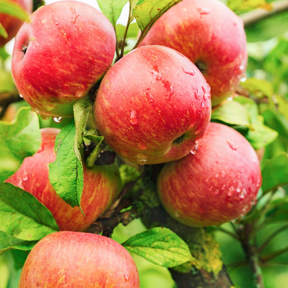 Apple Cider Vinegar, Premier
