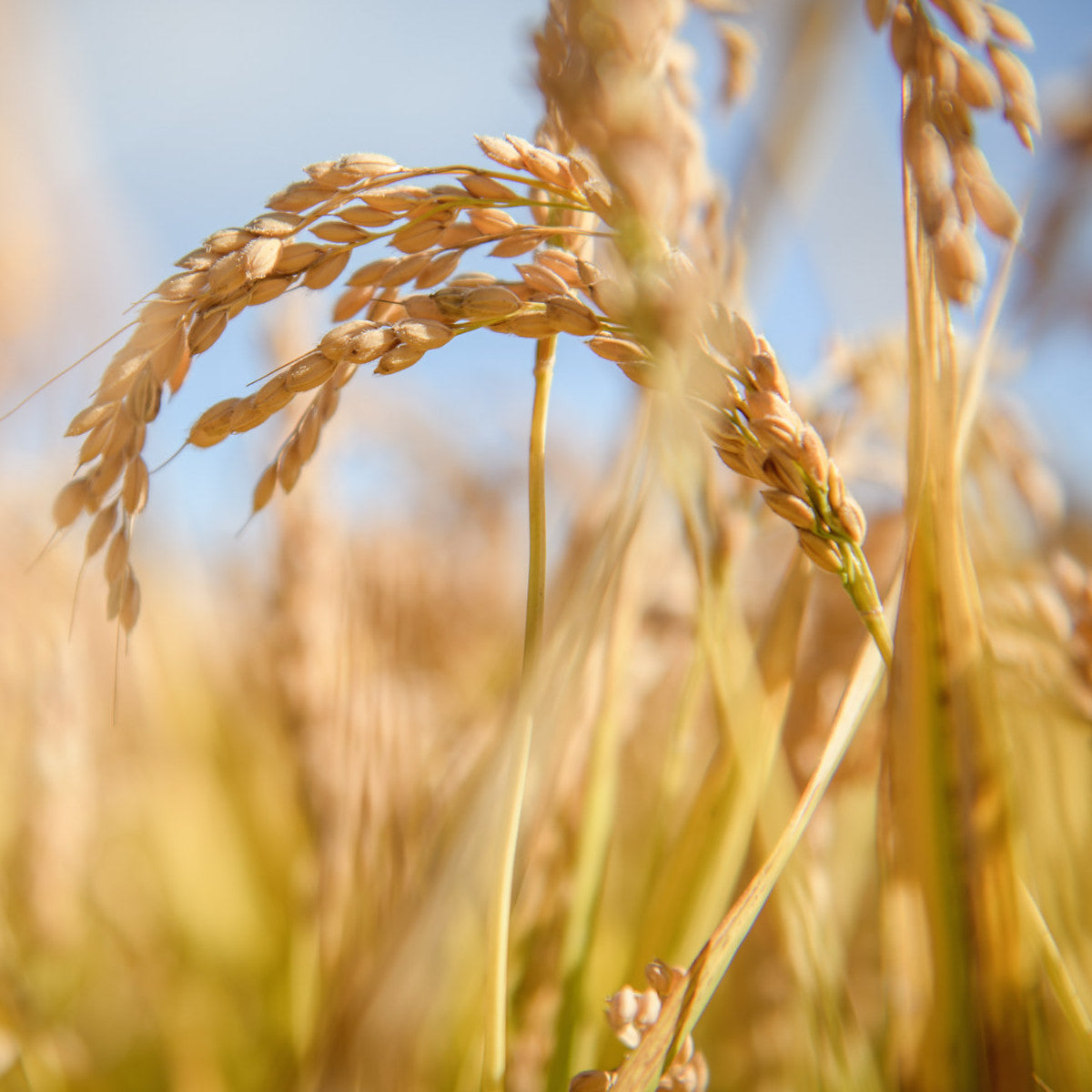 Organic Gluten Free Brown Rice Bucatini