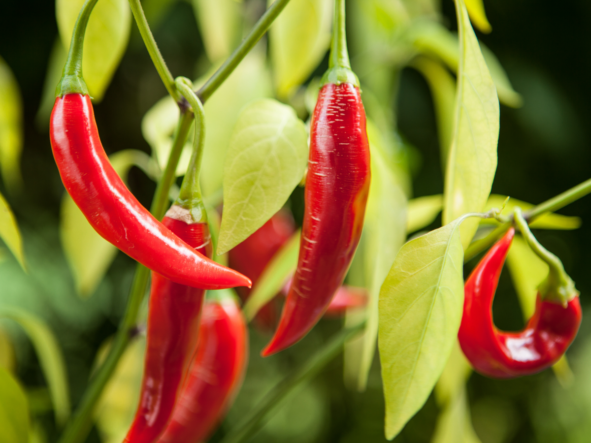 Organic Cayenne Spice Powder