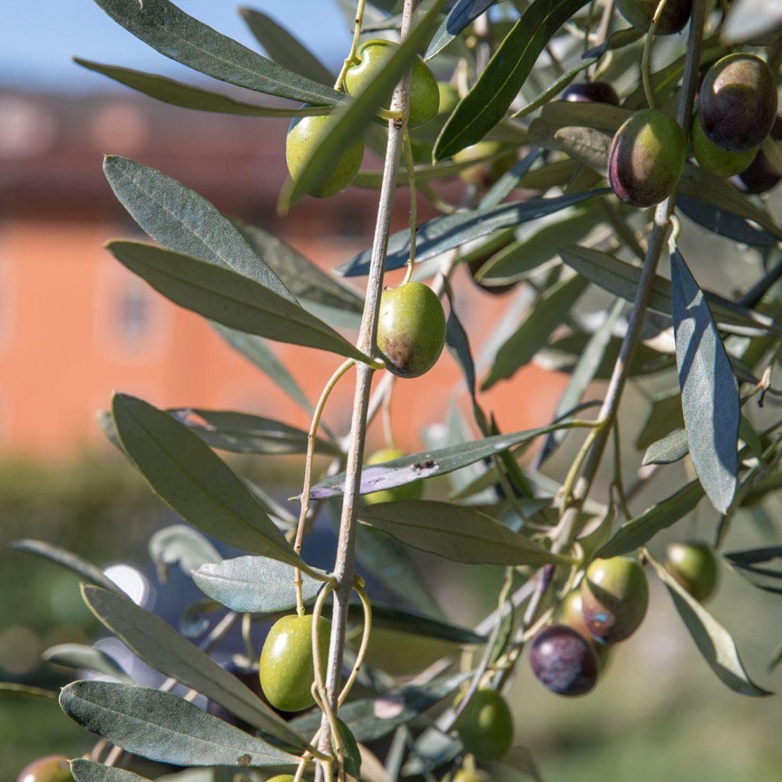 Organic Extra Virgin Olive Oil, 500 ml